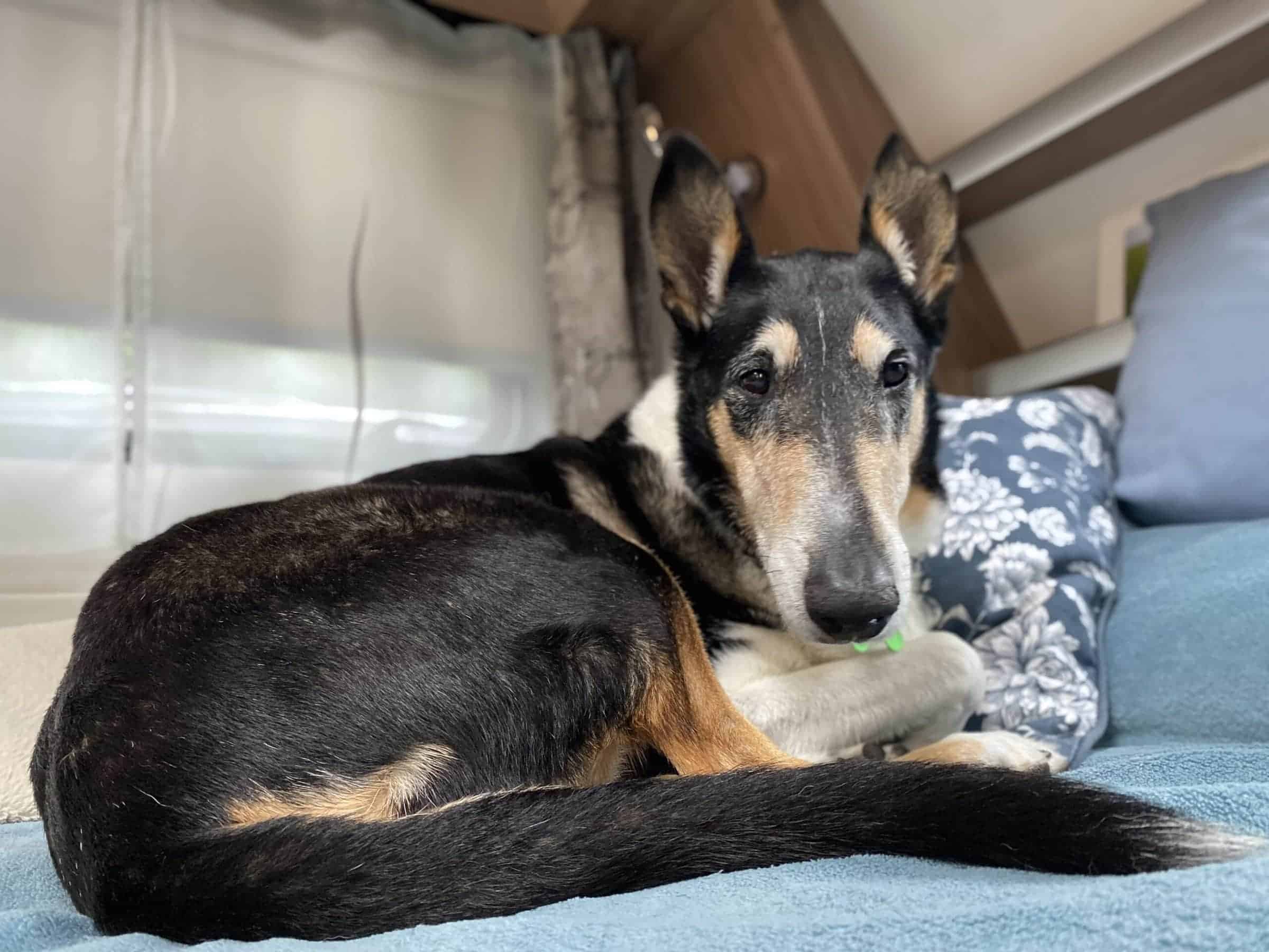 SEO konzultant Martin Matějka a jeho psí kamarád